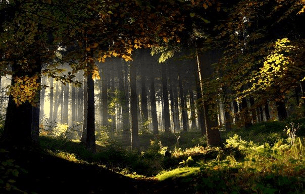 Blurred forest background